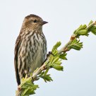 Pine Siskin